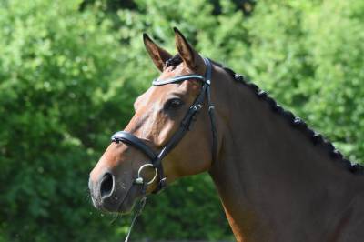 Chic hongre holsteiner 8 ans