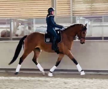 Magnifique hongre de dressage 4ans 