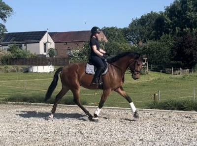 Magnifique hongre de dressage 4ans 