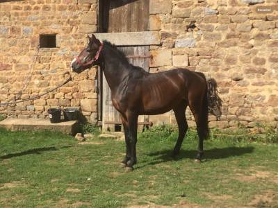 Ruin belgische pony te koop 2022 bruin / bai ,  dallas van overis