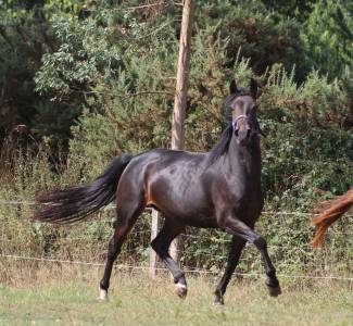 Merrie Belgische pony Te koop 2021 Zwart