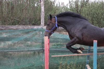 Merrie belgische pony te koop 2021 zwart