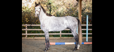 Gelding kwpn dutch warmblood for sale 2020 grey
