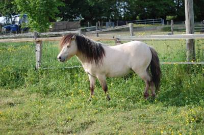Etalon shetland isabelle dun rouan