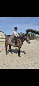Merrie Bekend ras Te koop 2022 Schimmel ,  Pure mystery AA