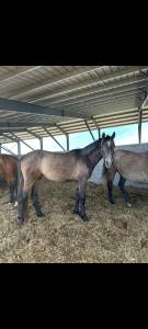 Ruin Franse rijpony PFS Te koop 2023 Schimmel