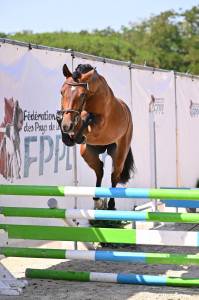 Gelding French Saddle Pony For sale 2024 Bay