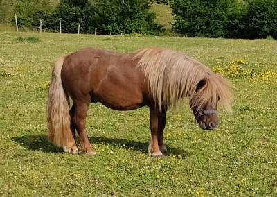 Poney shetland