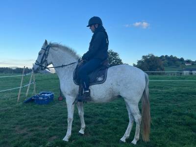 Princessa jument pure race espagnole