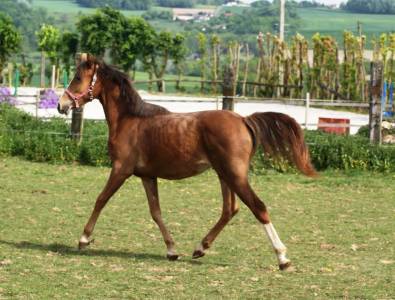 Veulen (vr) Franse rijpony PFS Te koop 2025 Koffie vos ,  Carwyn d'isky