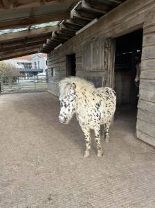 étalon appaloosa 8 ans – 1m – reproducteur