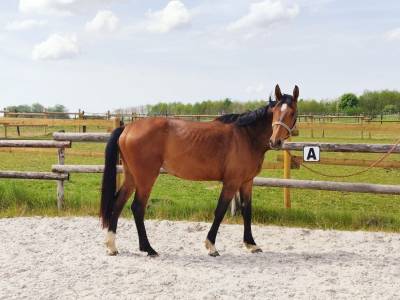 ✨ jument de 3 ans – qualité, mental et potentiel cso ✨