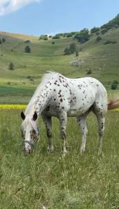 Castrone appaloosa leopard