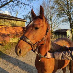 Poulain (hongre) quarter croisé paint horse