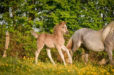 Poulain PP, X Arabo-Frison bleu roan silver