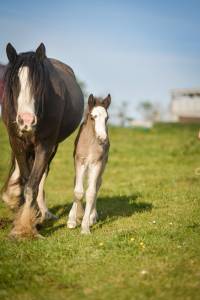 Pouliche irish cob PP smocky black silver
