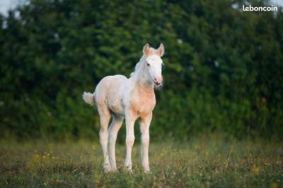 Filly Gypsy Cob For sale 2025 Palomino