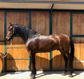 Hongre pre pure race espagnole a vendre 2016 autre couleur par fantástico rb ii