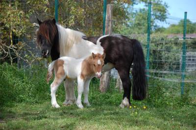 Poulain shetland pp pie alezan dun