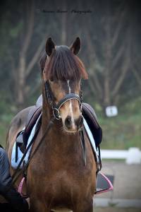 Plusieurs poneys à vendre 