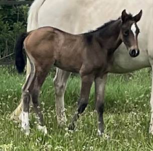 Pouliche sf par papillon de l odyssee