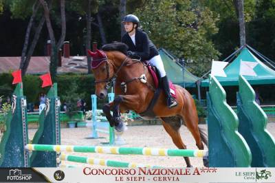 Mezza affida cavallo da salto ostacoli 