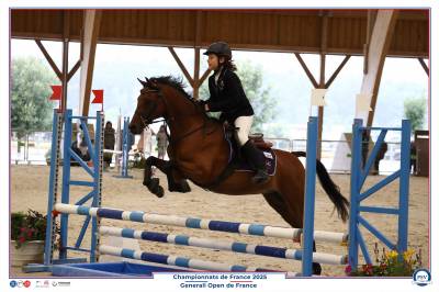Ruin Welsh Partbred Te leen 2013 Donker bruin / bai
