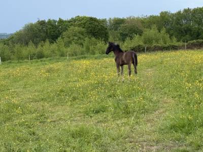Jument sbs glamourdale et son poulain par zonik plus