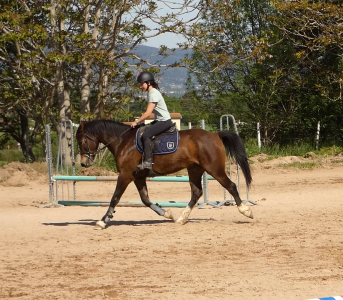 Ruin Welsh Partbred Te koop 2022 Donker bruin / bai , galahad des allees