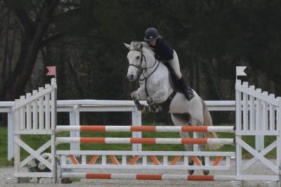 Merrie Franse rijpony PFS Te koop 2020 Schimmel