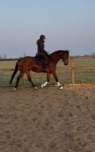 Gelding Zangersheide For sale 2005 Bay