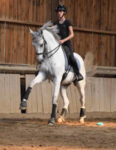 Gelding lusitano for sale 2012 grey