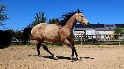 Quarter horse onc isabelle 4ans
