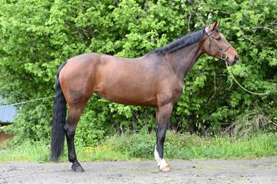 Merrie zangersheide te koop 2018 donker bruin / bai ,  richebourg