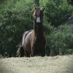 Pouliche noire homozygote 2025