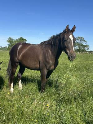 Jument 3 ans dressage