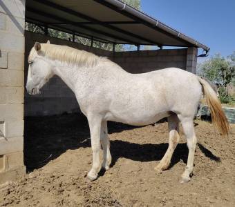 Venta Yegua PRE    Domada