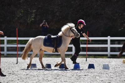 Merrie Welsh Pony (Section B) Te koop 2015 Palomino