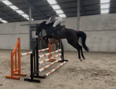 Top jument pour s’éclater au concours!