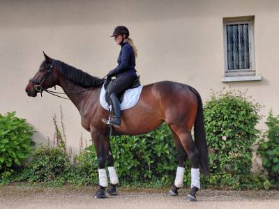 Jument de dressage 5 ans