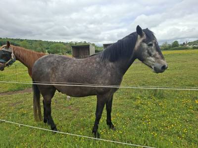 Hongre  4 ans  barbe arabe pour endurance  6500 €
