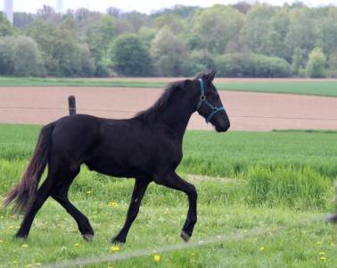 Frison à vendre 