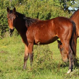 Poulain sf 1 an catchar mail 