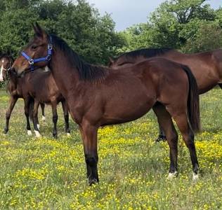 Poulain sf 1 an catchar mail 