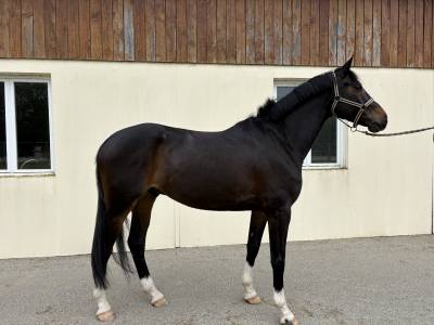 Caballo castrado Otra raza de Caballos En venta 2020 Negro