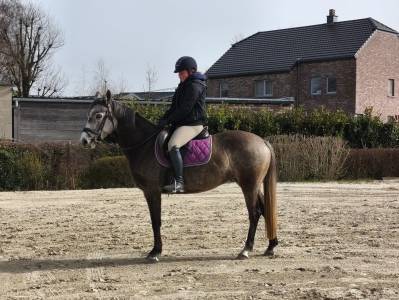 Cheval de dressage 153cm au garot
