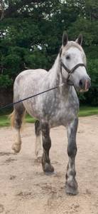 Percherons 
