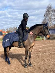 Kwpn - hongre - 6 ans - top origines