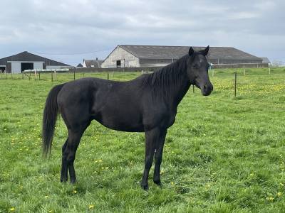 Cheval entier