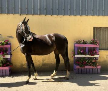 Nirvana de molion - sf - femelle - 3 ans - 1.64 - noir
